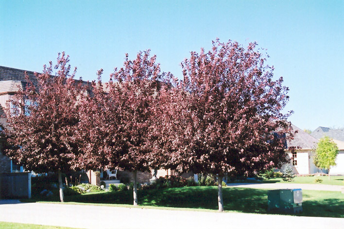 Schubert Chokecherry (Prunus virginiana 'Schubert') at Eagle Lake Nurseries