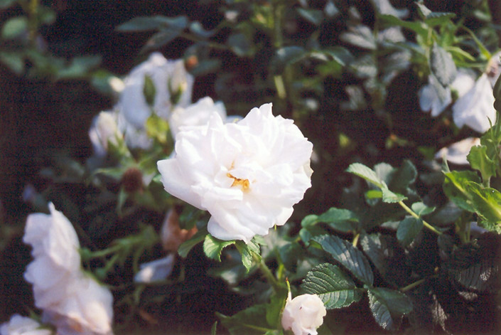 Blanc  de Coubert Rose (Rosa 'Blanc Double de Coubert') at Eagle Lake Nurseries