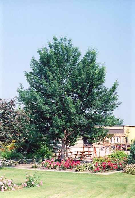 Patmore Green Ash (Fraxinus pennsylvanica ‘Patmore’) in Strathmore