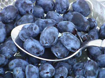 borealis honeyberry lonicera caerulea fruit plants trees