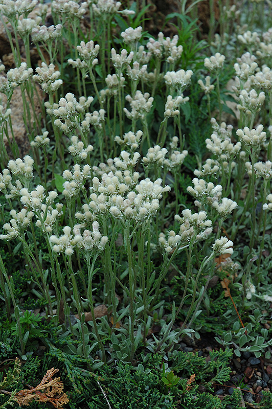 Pussytoes (Antennaria dioica) at Eagle Lake Nurseries