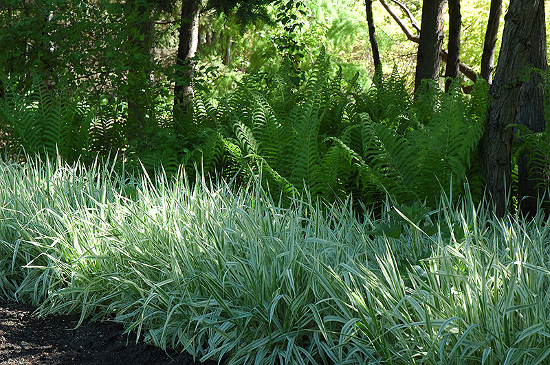 Variegated Ribbon Grass (Phalaris arundinacea 'Picta') at Eagle Lake Nurseries