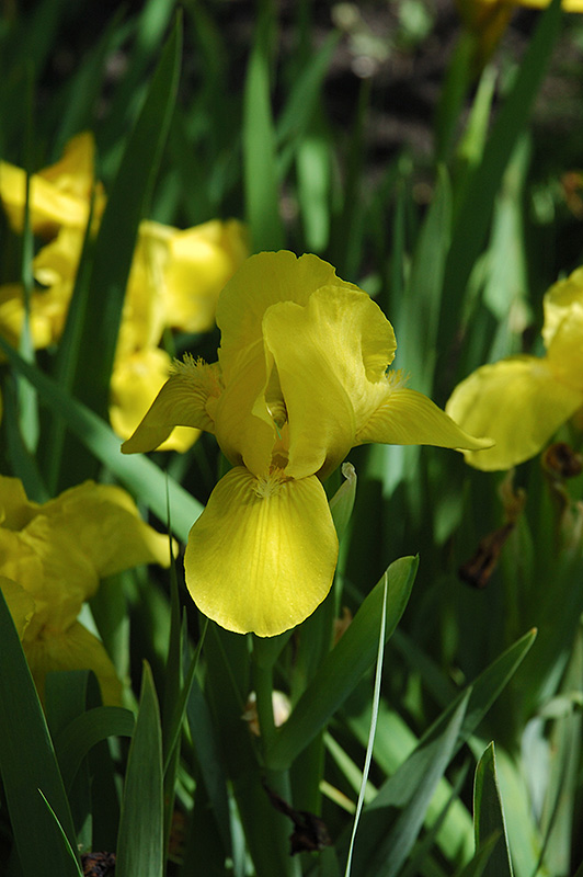 Brassi Iris (Iris 'Brassi') at Eagle Lake Nurseries