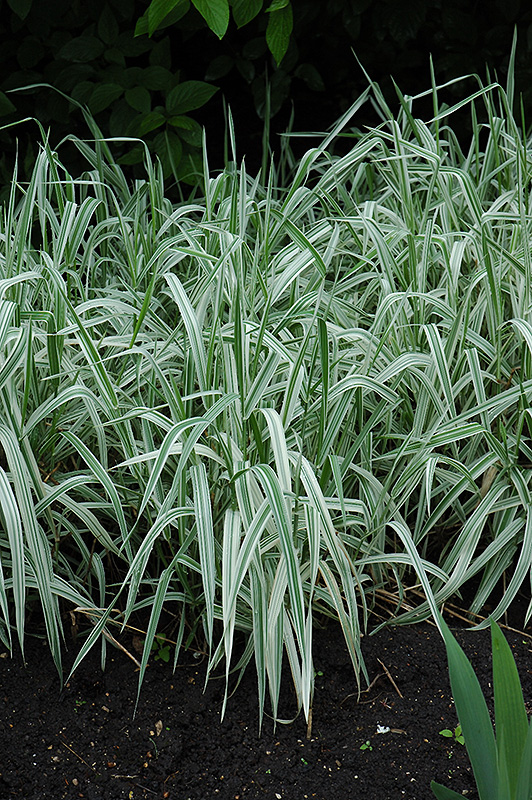 Variegated Ribbon Grass (Phalaris arundinacea 'Picta') at Eagle Lake Nurseries