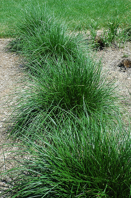 Tufted Hair Grass (Deschampsia cespitosa) at Eagle Lake Nurseries