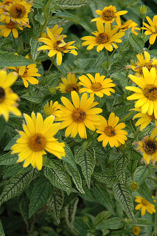 Loraine Sunshine False Sunflower (Heliopsis helianthoides 'Loraine Sunshine') at Eagle Lake Nurseries
