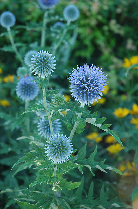 Globe Thistle (Echinops ritro) in Strathmore Calgary Drumheller Brooks  Okotoks Alberta AB at Eagle Lake Nurseries