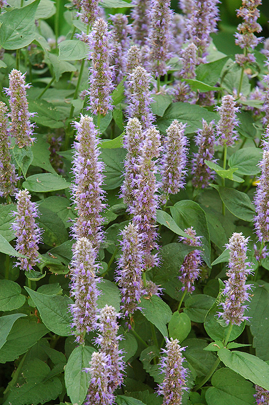 Blue Fortune Anise Hyssop (Agastache 'Blue Fortune') at Eagle Lake Nurseries