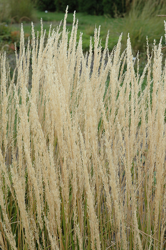 Karl Foerster Reed Grass (Calamagrostis x acutiflora 'Karl Foerster') at Eagle Lake Nurseries