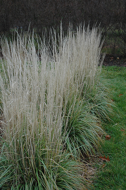 Avalanche Reed Grass (Calamagrostis x acutiflora 'Avalanche') at Eagle Lake Nurseries