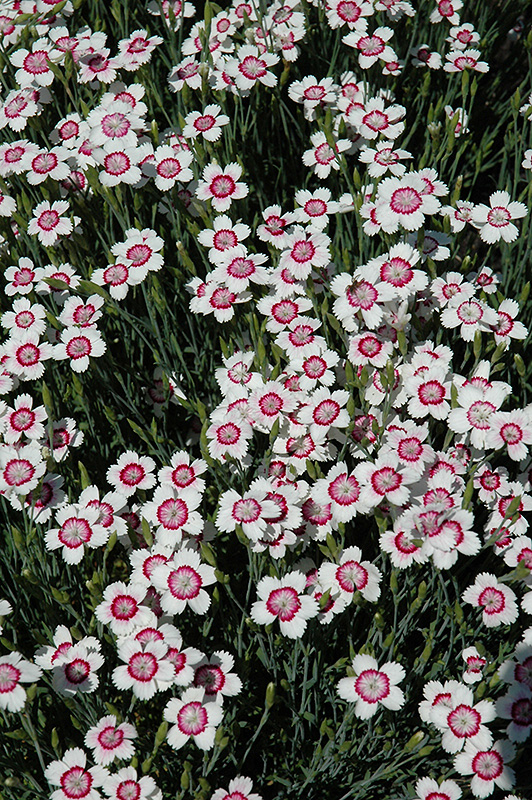 Arctic Fire Maiden Pinks (Dianthus deltoides 'Arctic Fire') at Eagle Lake Nurseries