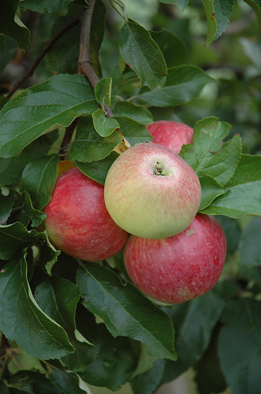 Goodland Apple (Malus 'Goodland') in Strathmore Calgary Drumheller