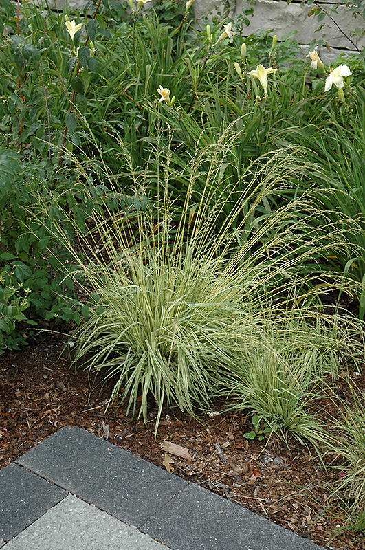 Variegated Moor Grass (Molinia caerulea 'Variegata') at Eagle Lake Nurseries