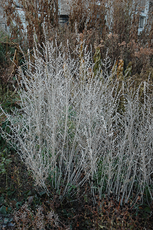 Russian Sage (Perovskia atriplicifolia) at Eagle Lake Nurseries