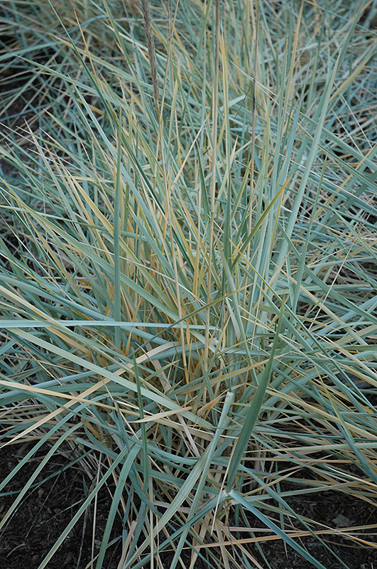 Blue Dune Lyme Grass (Leymus arenarius 'Blue Dune') at Eagle Lake Nurseries