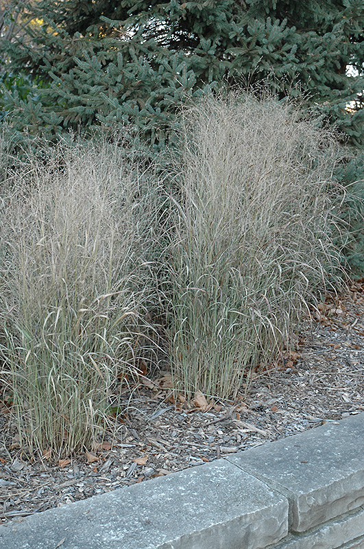 Shenandoah Reed Switch Grass (Panicum virgatum 'Shenandoah') at Eagle Lake Nurseries