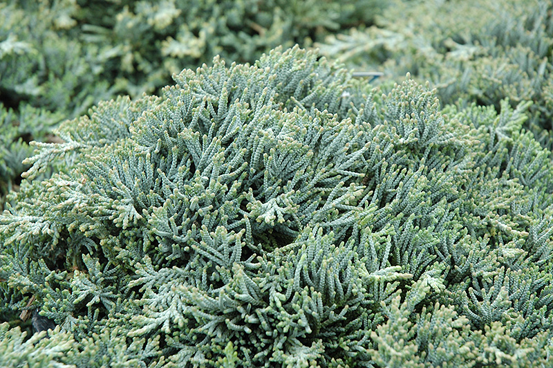 Icee Blue Juniper (Juniperus horizontalis 'Icee Blue') at Eagle Lake Nurseries