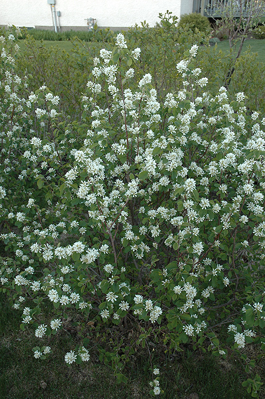 Northline Saskatoon (Amelanchier alnifolia 'Northline') at Eagle Lake Nurseries