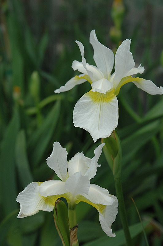 Snow Queen Siberian Iris (Iris sibirica 'Snow Queen') at Eagle Lake Nurseries