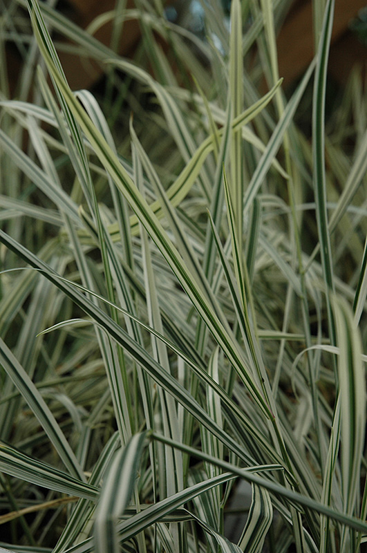 Bulbous Oat Grass (Arrhenatherum elatum 'Variegatum') at Eagle Lake Nurseries