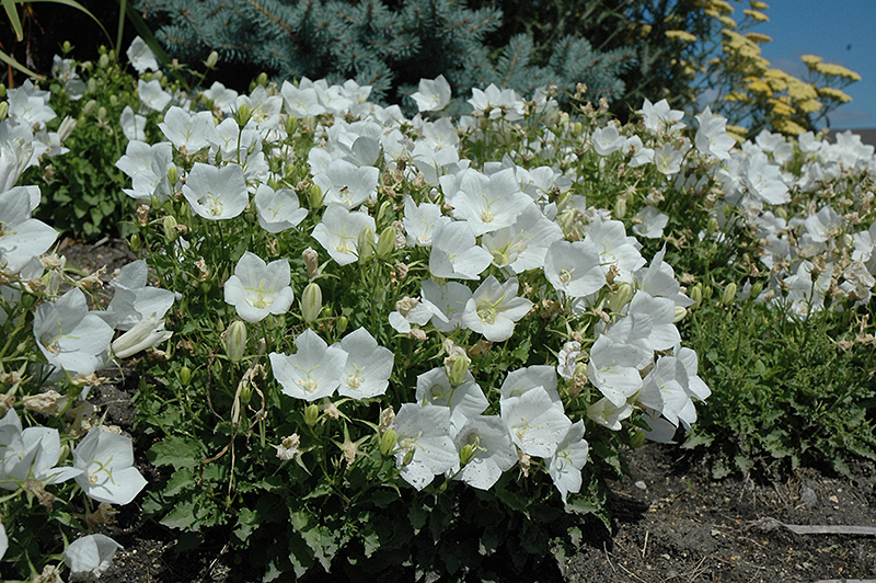 White Clips Bellflower (Campanula carpatica 'White Clips') at Eagle Lake Nurseries