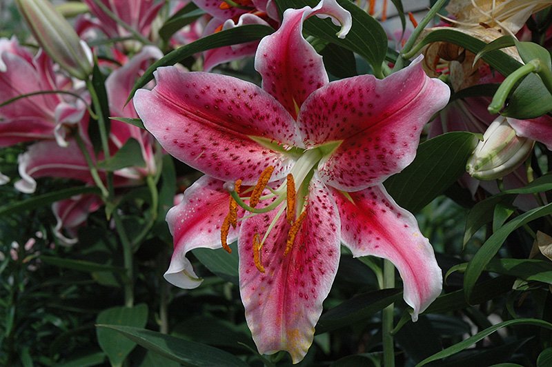  Pink Stargazer Lily (Lilium 'Stargazer') at Eagle Lake Nurseries