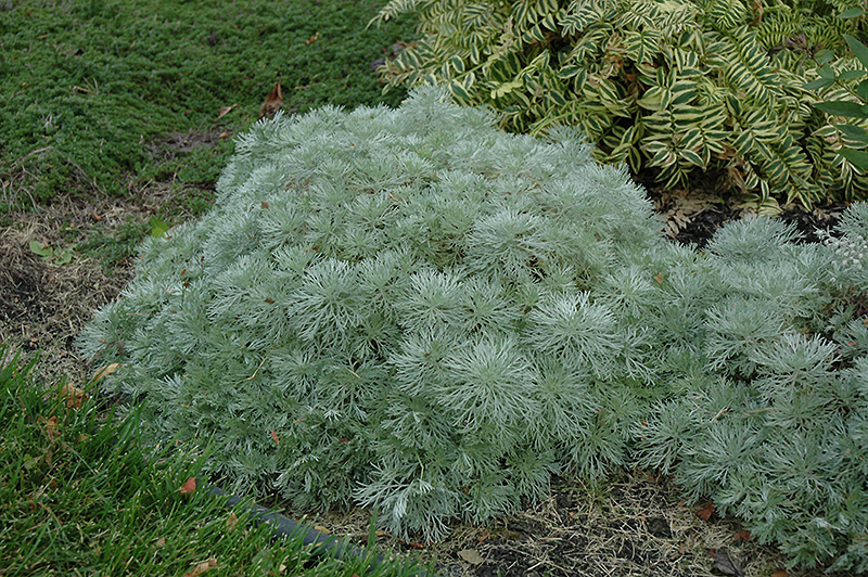 Silver Mound Artemesia (Artemisia schmidtiana 'Silver Mound') at Eagle Lake Nurseries
