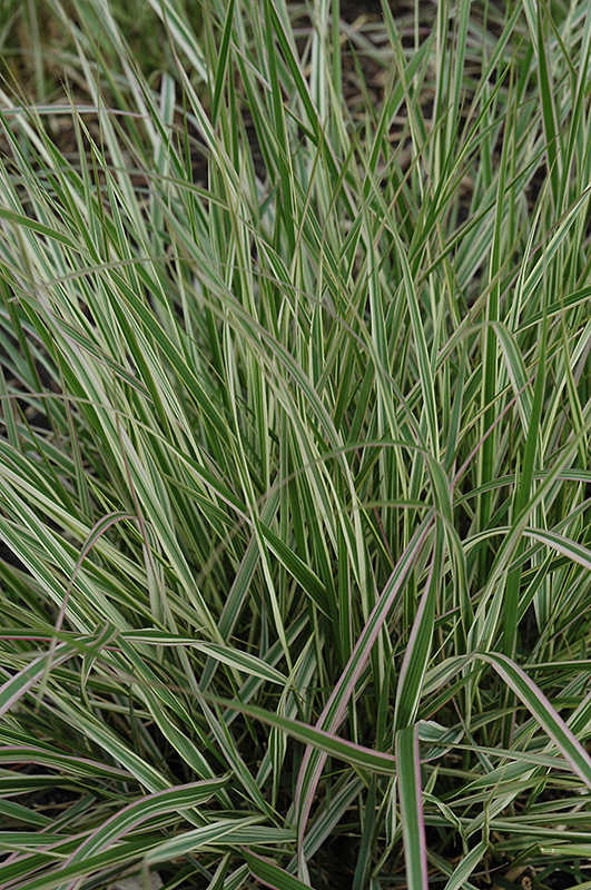 Overdam Variegated Reed Grass (Calamagrostis x acutiflora 'Overdam') at Eagle Lake Nurseries