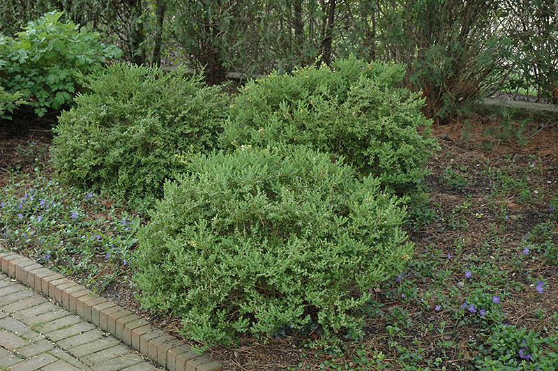 Wintergreen Boxwood (Buxus microphylla 'Wintergreen') at Eagle Lake Nurseries