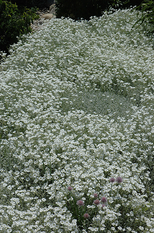 Snow-In-Summer (Cerastium tomentosum) at Eagle Lake Nurseries