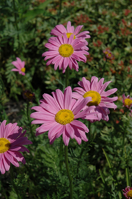 Robinson's Pink Painted Daisy (Tanacetum coccineum 'Robinson's Pink') at Eagle Lake Nurseries
