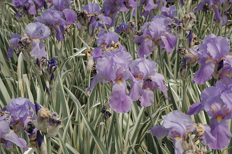 Variegated Sweet Iris (Iris pallida 'Variegata') at Eagle Lake Nurseries