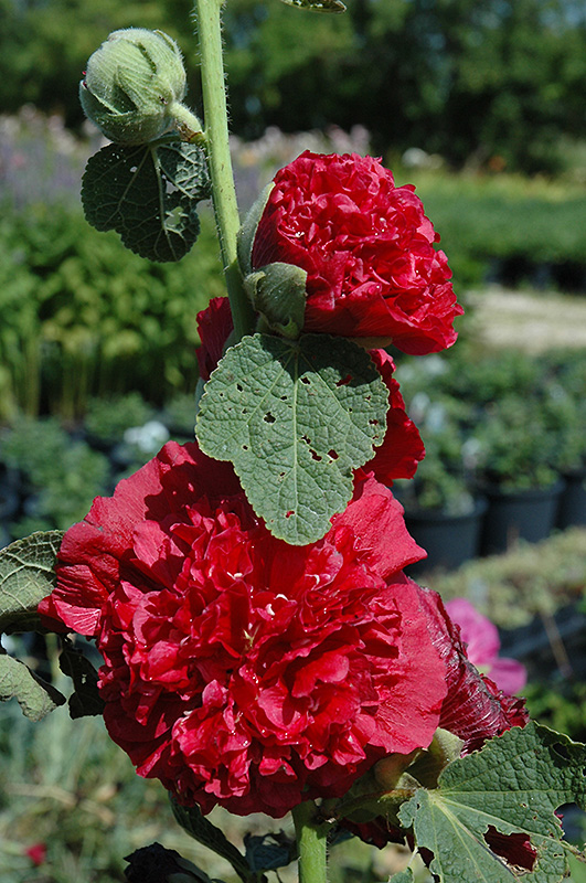 Chater's Double Red Hollyhock (Alcea rosea 'Chater's Double Red') at Eagle Lake Nurseries