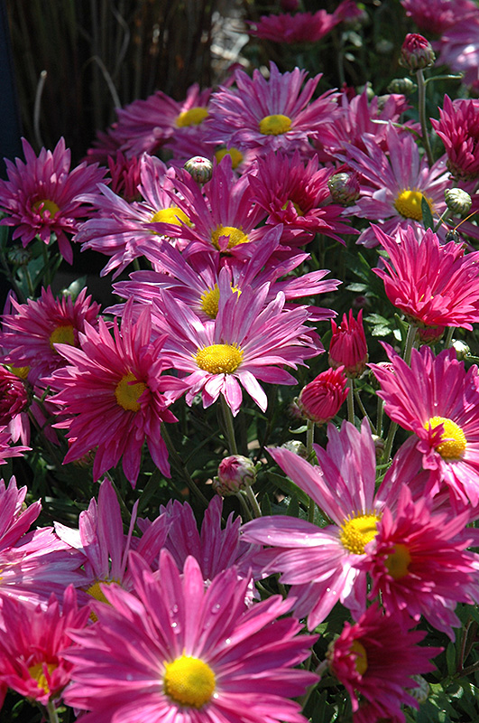 Dark Pink Daisy Chrysanthemum (Chrysanthemum 'Dark Pink Daisy') at Eagle Lake Nurseries