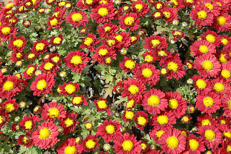 Red Daisy Chrysanthemum (Chrysanthemum 'Red Daisy') at Eagle Lake Nurseries