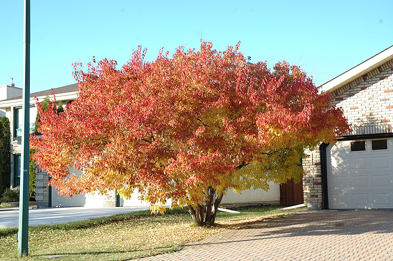 Amur Maple (multi-stem) (Acer ginnala '(multi-stem)') at Eagle Lake Nurseries