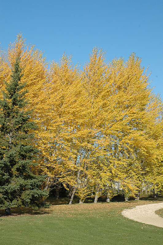 Balsam Poplar (Populus balsamifera) at Eagle Lake Nurseries
