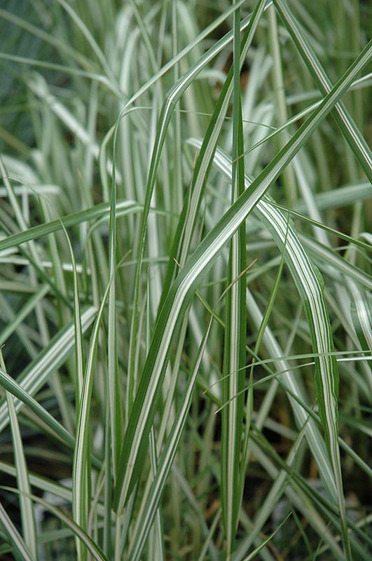 Avalanche Reed Grass (Calamagrostis x acutiflora 'Avalanche') at Eagle Lake Nurseries