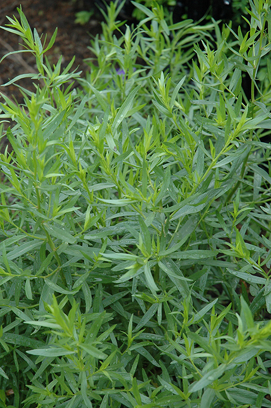 French Tarragon (Artemisia dracunculus 'Sativa') at Eagle Lake Nurseries