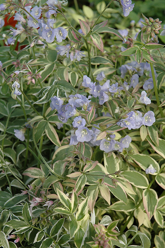 Touch Of Class Jacob's Ladder (Polemonium reptans 'Touch Of Class') at Eagle Lake Nurseries