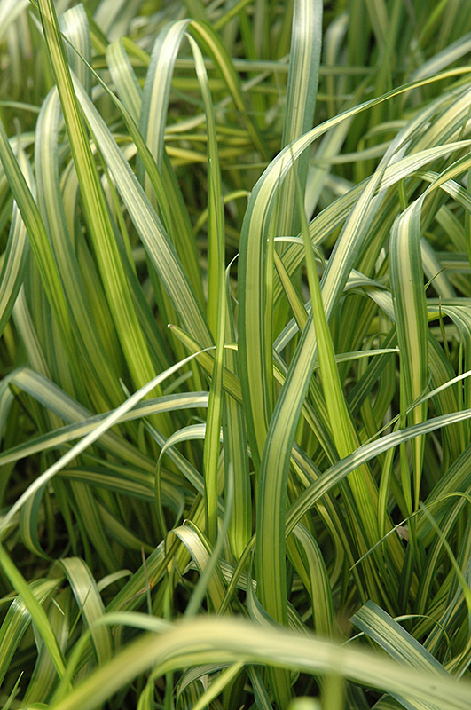 El Dorado Feather Reed Grass (Calamagrostis x acutiflora 'El Dorado') at Eagle Lake Nurseries