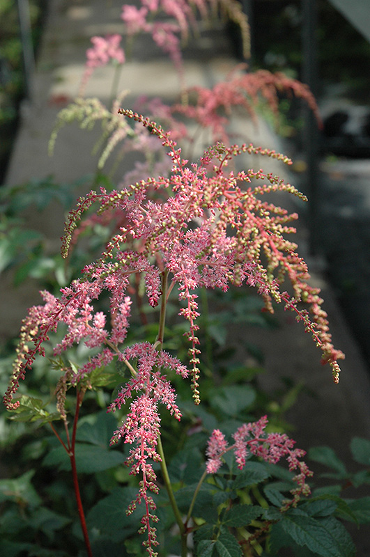 Ostrich Plume Astilbe (Astilbe x arendsii 'Ostrich Plume') at Eagle Lake Nurseries