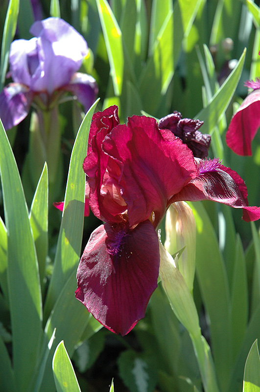 Cherry Garden Iris (Iris 'Cherry Garden') at Eagle Lake Nurseries