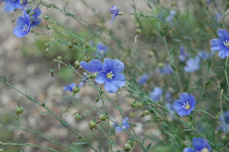 Blue Perennial Flax (Linum perenne 'Sapphire') at Eagle Lake Nurseries