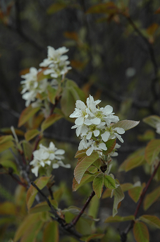Saskatoon (Amelanchier alnifolia) at Eagle Lake Nurseries