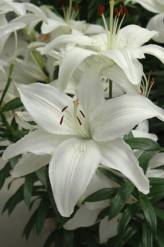 New Wave Lily (Lilium 'New Wave') in Strathmore Calgary Drumheller 