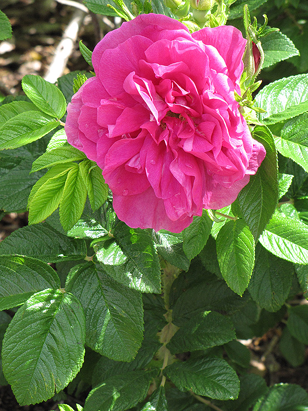 Hansa Rose (Rosa 'Hansa') at Eagle Lake Nurseries