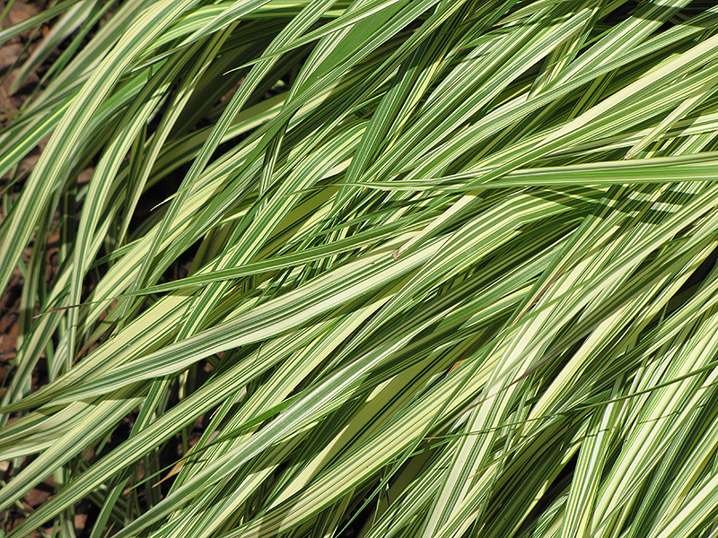 Variegated Moor Grass (Molinia caerulea 'Variegata') at Eagle Lake Nurseries