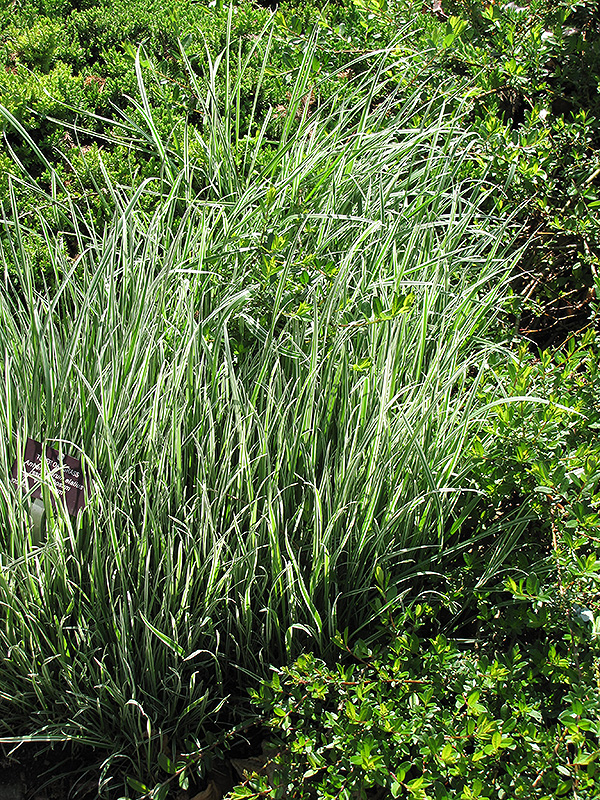 Bulbous Oat Grass (Arrhenatherum elatum 'Variegatum') at Eagle Lake Nurseries