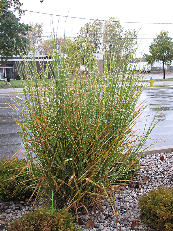 Porcupine Grass (Miscanthus sinensis 'Strictus') at Eagle Lake Nurseries